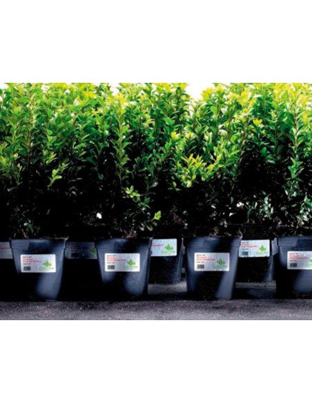 Etiqueta adhesiva resistente avery poliester blanco laser 45,7x21,2 mm caja de 960 unidades