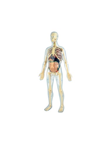 Juego miniland anatomia humana 45 piezas 56 cm